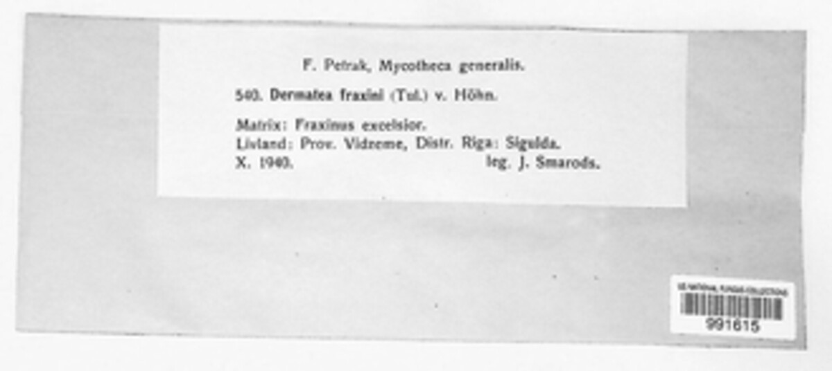 Durandiella fraxini image